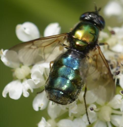 Réf. 209 590 : Chloromyia formosa